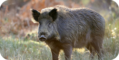 wildboar Articole