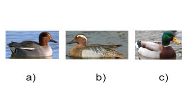 i16 1000 intrebari teste grilă examen vanatoare