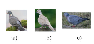 i38 1000 intrebari teste grilă examen vanatoare