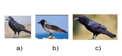 i40 1000 intrebari teste grilă examen vanatoare