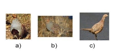 i46 1000 intrebari teste grilă examen vanatoare